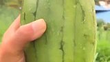 买了个巴掌大的西瓜，用手直接就能撕开，我怀疑被骗了！