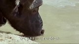 猫咪看见鳄鱼在吃肉，上去就是一巴掌，鳄鱼：等着我叫大哥来！