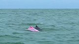 看见粉色海豚代表好运，祝你好运！