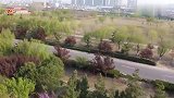 航拍济南泺口黄河，春意盎然万物复苏，被誉为水上长城