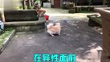 动物界的野生倒霉蛋，你们的操作是真的离谱