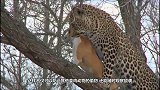 豹子误入猴子的领地，不曾想遭到猴子的不满：兄弟们，盘它！