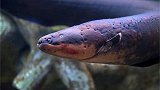 发电能力最强的动物，被称为水中高压线，最大电压达800多伏