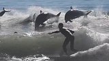 美国加州一群海豚跃出水面与冲浪者一起“嬉戏”