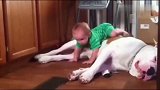 斗牛犬遇上小主人，再大的脾气也没了！