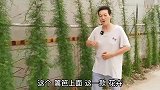 推荐一款耐“夏季”墙体“热辐射”的“攀缘植物”宝贝叫“茑萝”