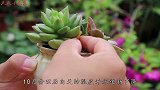 秋天的多肉，最害怕2个“操作”，碰一个都危险