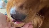 好吃的萌爪冻干，狗子一口一个停不下来