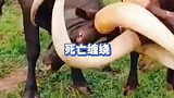 这俩傻牛是怎么缠绕在一起的呢