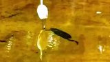 白鹤在水中竟有两个影子，完美诠释李白诗中所说