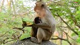 年轻的猴妈驮着吃奶的猴宝宝，狼吞虎咽吃着莲子，状态非常的不错