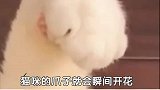 你知道猫咪身上的四个神秘开关是什么吗