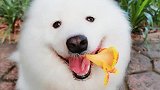 还好没养错狗！