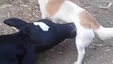 牛牛竟然吃上狗子的奶了