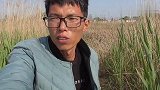 七星漂钓草边，半斤重的鲫鱼钓爽啦
