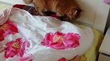 猫今天太无聊了，还是去被窝睡会儿觉！