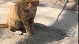猫：叫我干啥，我在等我妈妈呢！