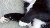 爱撒娇卖萌的猫咪
