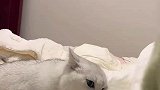 猫咪想咬女生的脚但又下不去嘴，这酸爽辣眼睛啊