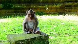 憨猴子以一敌三毫无惧色，有潜力