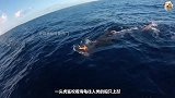 虎鲸将海龟送到人类的船边，竟是为了救海龟一命，真是万物皆有灵