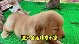 巴哥每天挑选新来的狗子