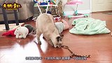 喵星人趁宝宝盯着自己看时强吻他，接下来的画面，看完憋住别笑