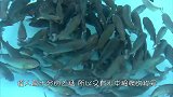 老人养150条食人鱼饿一星期，然后自己跳进泳池，镜头记录过程