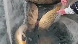 在冰窟里放一网，结果一网几百斤