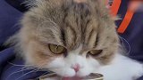 认真吃罐头的猫咪，这呆萌的样子，真是可爱！