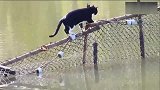 水陆两栖的喵星人，黑猫回家走捷径，趟水过河好身手！