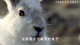 得意忘形的兔子，第一次见兔子用两条腿跑