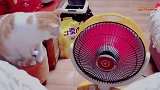 猫猫跟主人抢小太阳，谁也不让谁