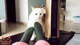 猫咪靠近主人想取暖，结果被主人拿自己当暖宝宝了