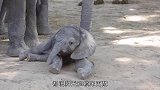 小象被土地公“封印”了怎么躺在地上来回滚，就是起不来呢