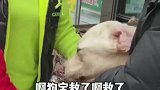 黑龙江绥化几名爱犬人士，从狗肉店救下待宰的狗子