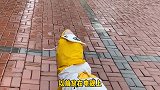 在台风中遛狗是什么体验