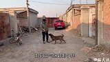 纯种马犬训练有素，主人一个指令让干啥干啥，智商堪比7岁孩子！