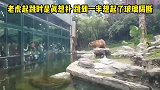 老虎起跳时是真想扑，跳到一半想起了玻璃隔断，无奈刹车