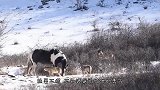 一匹马跑进老虎领地，老虎们恨的牙痒痒，看完请忍住别笑