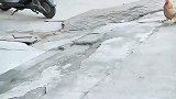女孩逛街路遇一只文明鸡