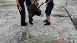 特警想给警犬泡药浴，结果变成杀猪现场