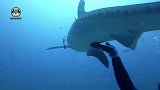 为什么连鲨鱼都不是它的对手？虎鲸轻松打败大白鲨秘密在这！