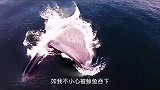 如果不小心被鲸鱼吞下会发生什么
