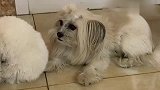 狗狗们排队打针，排到轮胎时突然不对了，小模样太可爱了！