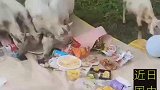女子野餐遇羊群，将野餐的食物一抢而光