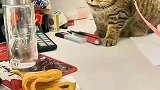 连续按住5次苍蝇，猫咪这反应速度绝了