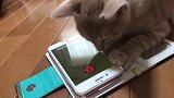 小猫咪逮不着七星瓢虫，全身抓狂，太逗了