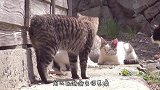 狗子竟然也有麒麟臂？知道真相后让人心疼，这狗生太悲惨了！