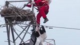 “鸟中国宝”东方白鹳被困53米高塔，电力工人爬上塔顶解救它